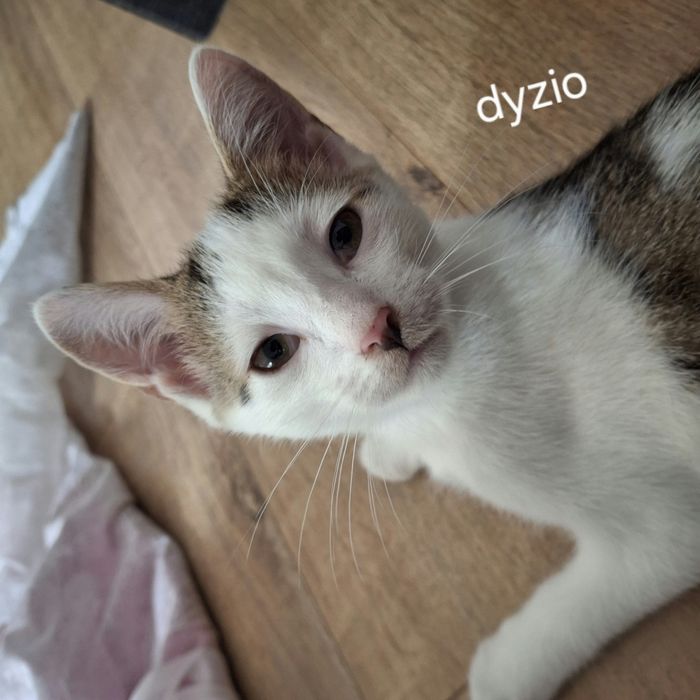 Dyzio - cudowny chłopak do adopcji