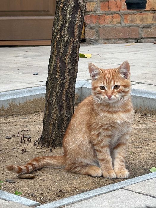 Руде допитливе кошеня, хлопчик, 3 місяці — безкоштовно в добрі руки