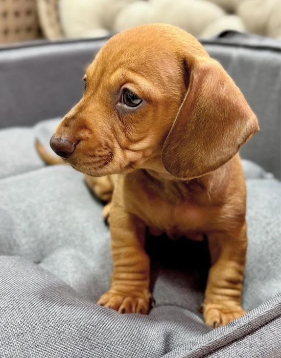 Teckel macho caramelo 2 meses