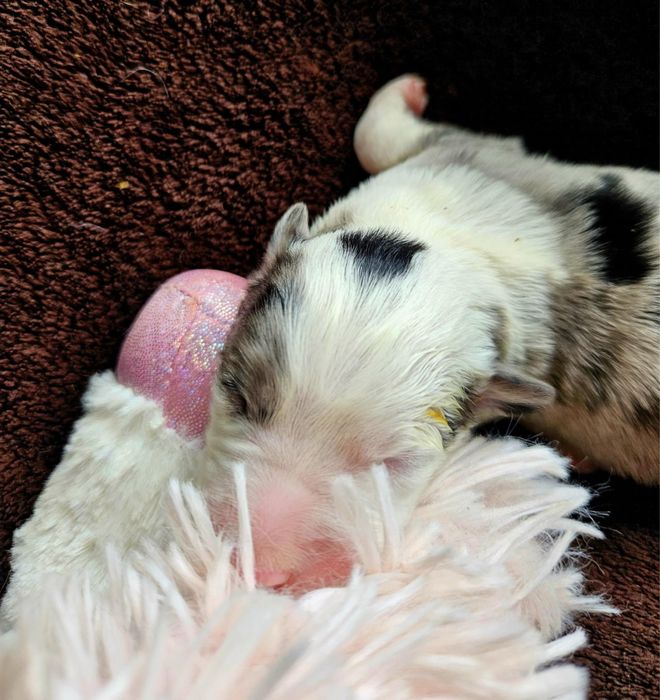 Border Collie ZKwP FCI