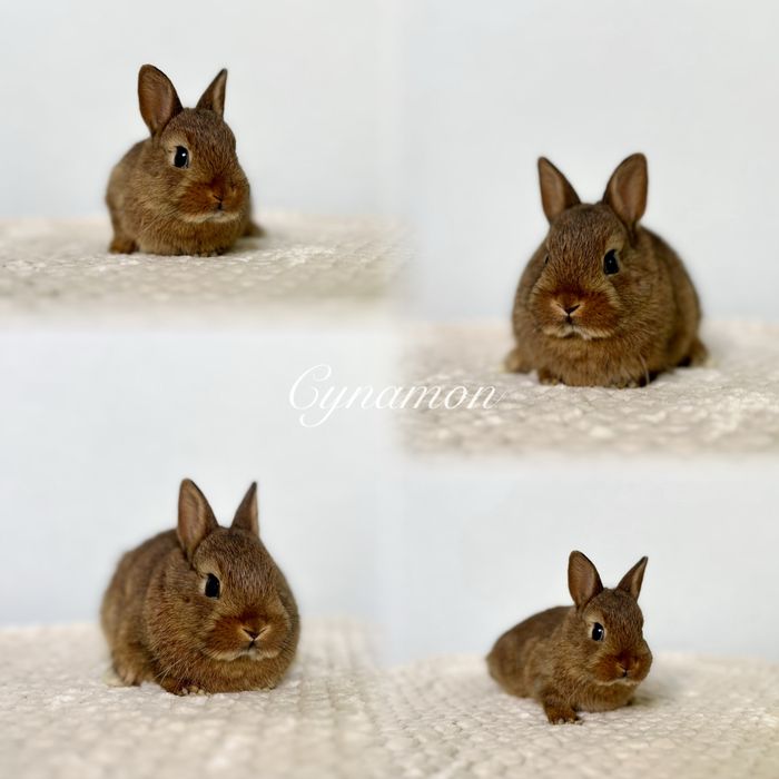 Hodowla Króliczków Karzełków Niderlandzkich, Teddy i mini lop