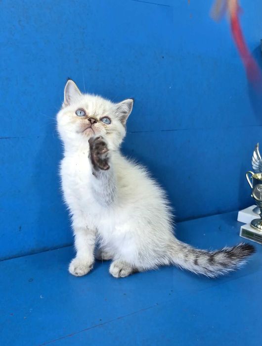 Шотландський маленький красунчик