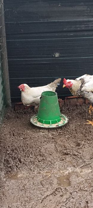 Galinhas Poedeiras e Galo