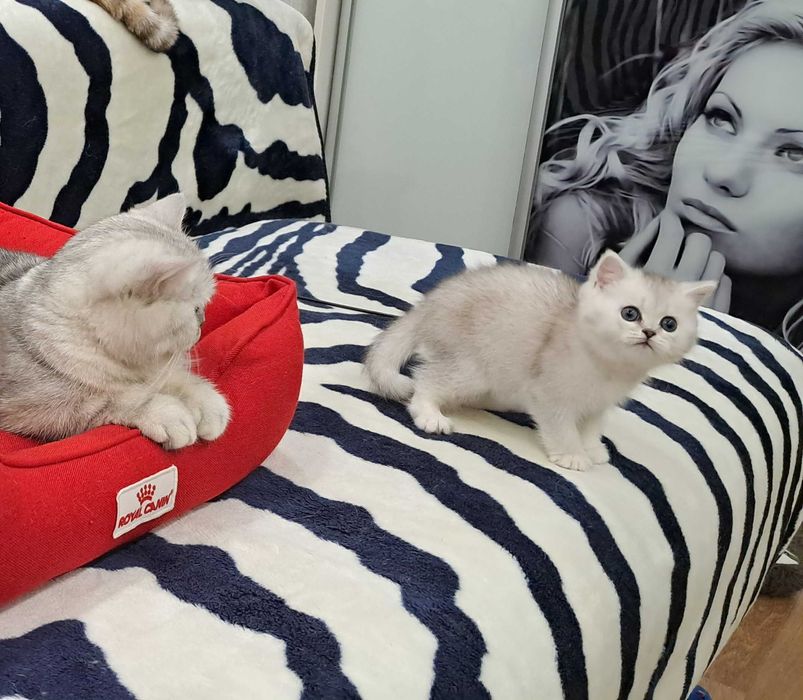 Ласковый шотландский котенок серебристая шиншилла