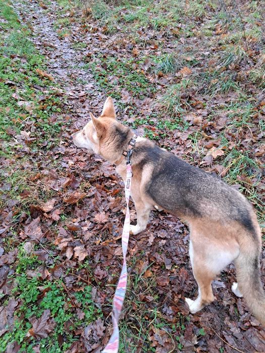 Ogi, łobuz do adopcji