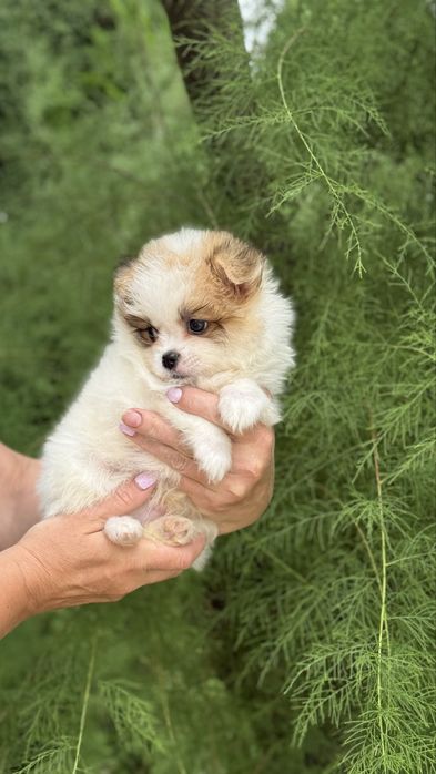 Бусінка хлопчик шпиць