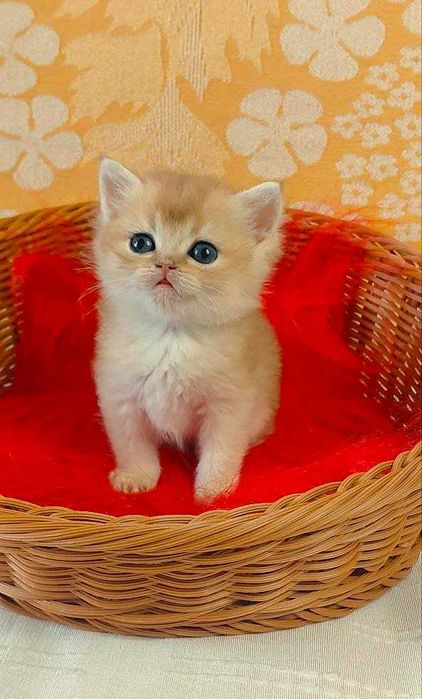 Шотландские котята (ЗОЛОТАЯ ШИНШИЛЛА)