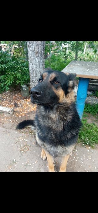 В'язка кобель , злучка