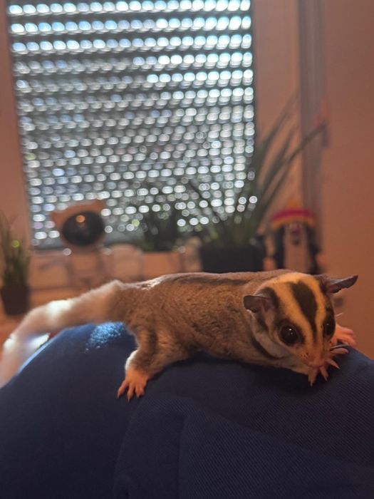 Lotopałanka karłowata - dwoch braci- z polecanej hodowli