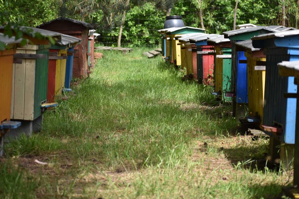 Miód i produkty pszczele z Własnej Pasieki