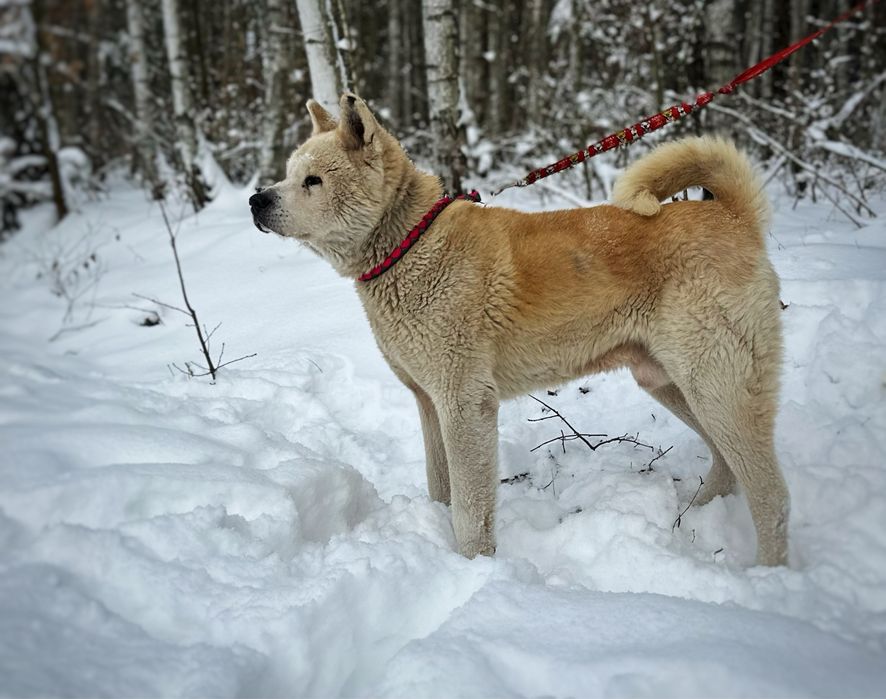 Akita do adopcji, za darmo .