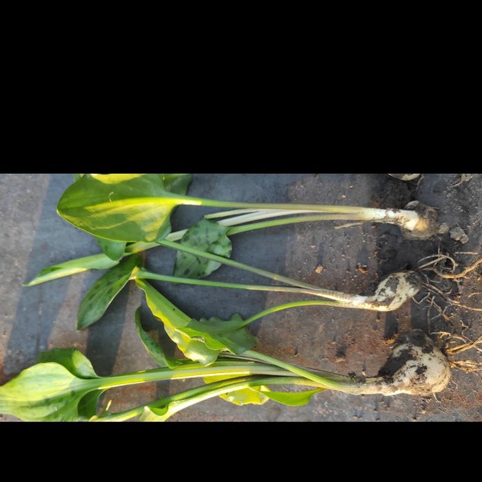 Сукуленти, Akiko, гіпеаструм білий, фікус, кімнатні рослини, гіпеастру