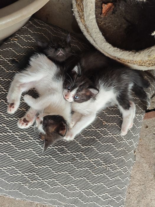 Gatinhos para dar