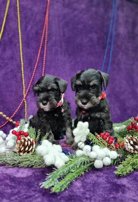 Цуценята цвергшнауцера