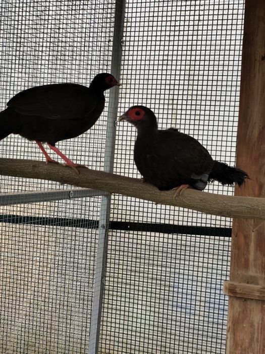 Faisões Eduardo. ..