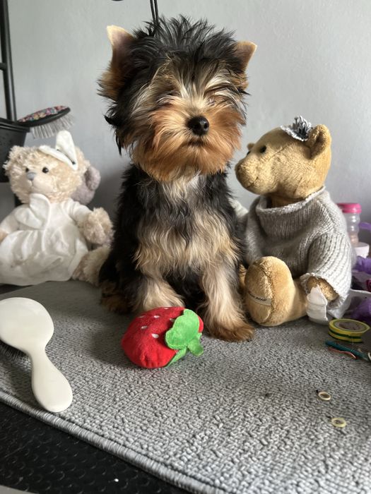 Yorkshire Terrier