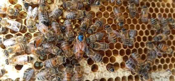 Матки Бакфаст F1. 2025року