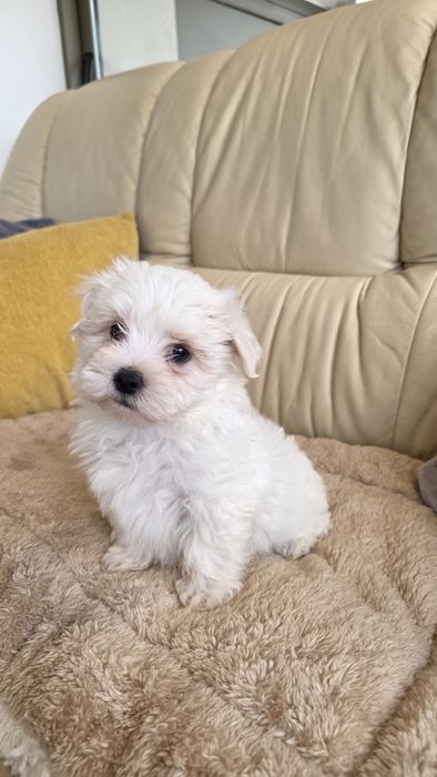 Bichon Maltês fêmea
