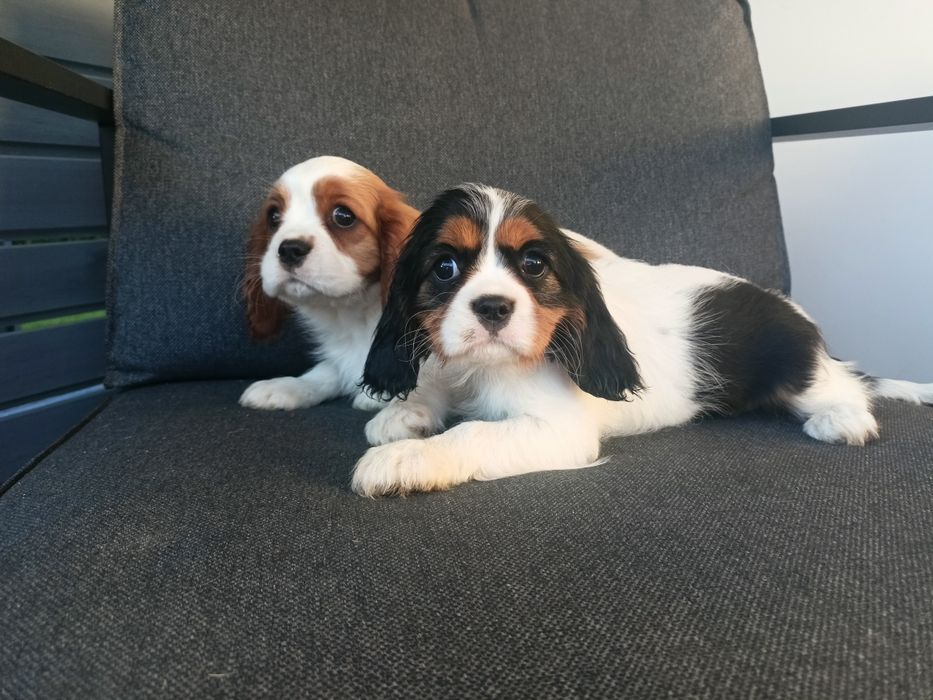 Cavalier King Charles Spaniel  - dziewczynki