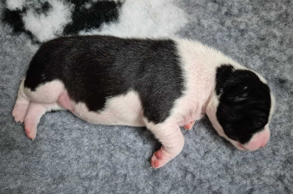 Szczenię Basenji - suczka czarno-biała z hodowli ZKwP/FCI