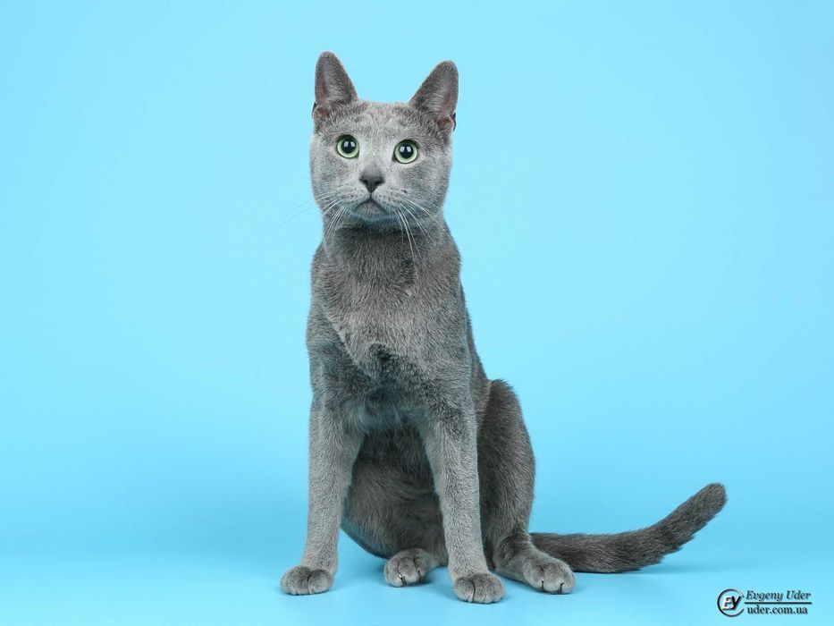 Вязка русская голубая