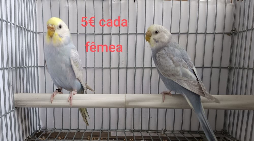 Periquitos arco-íris