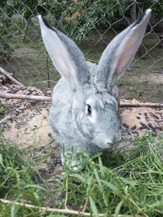 Продам племенных королей разных пород от 200грн/мес