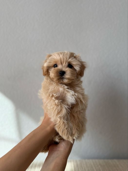 Дівчинка мальтіпу мікро, супер міні. Девочка ф1, мальтипу микро, мини