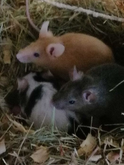 Мышки декоративные мыши разноцветные