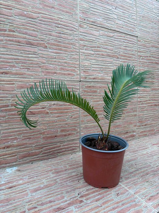 Plantas Sica (Cycas Revoluta) em Vaso - Vários Tamanhos