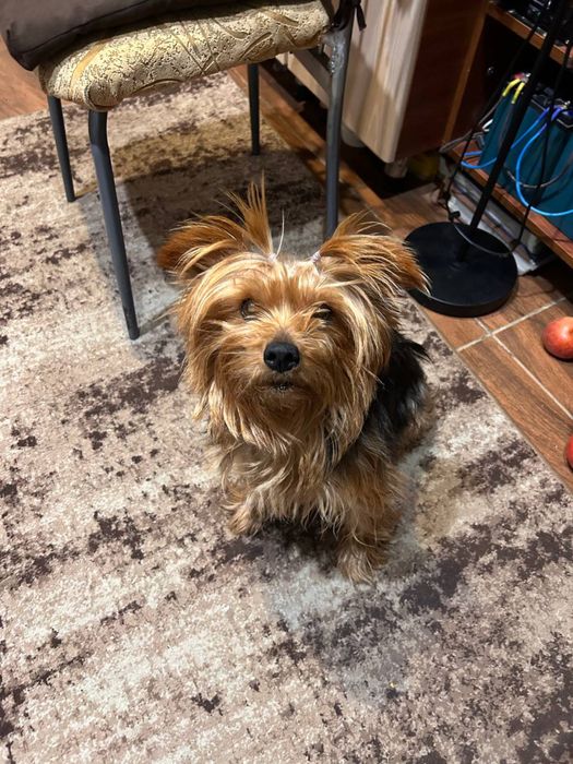 Загубилась собака