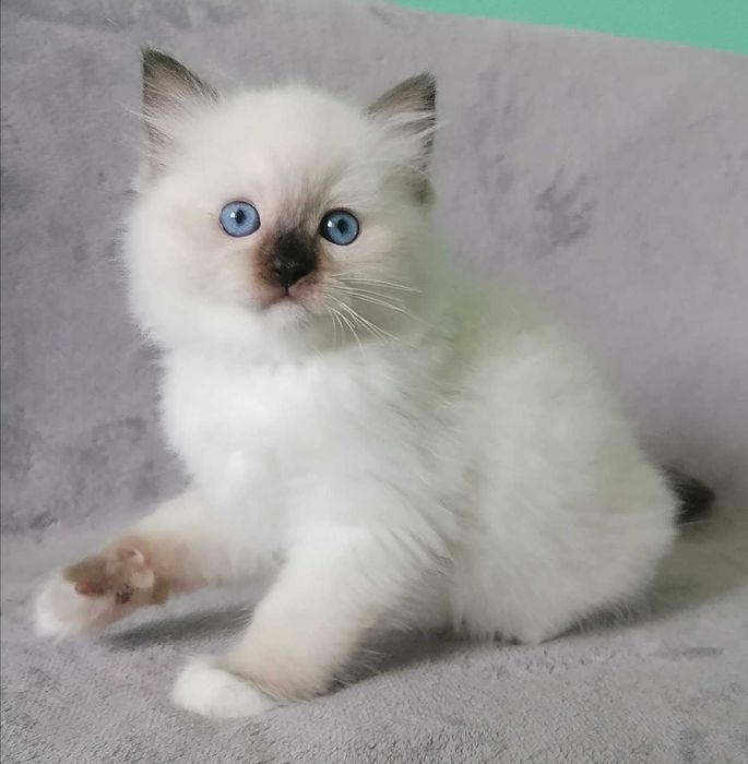 Чарівний пухнастик с добрими навичками-порода регдал