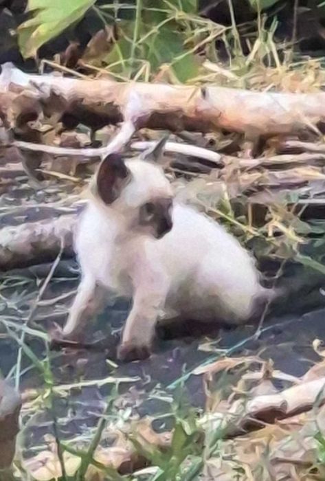 Gatinhos para adoção