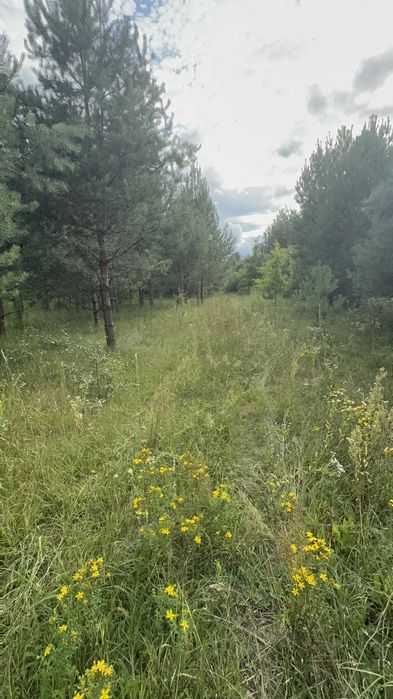 Продаж ексклюзивної ділянки в лісі  Руда-Красна