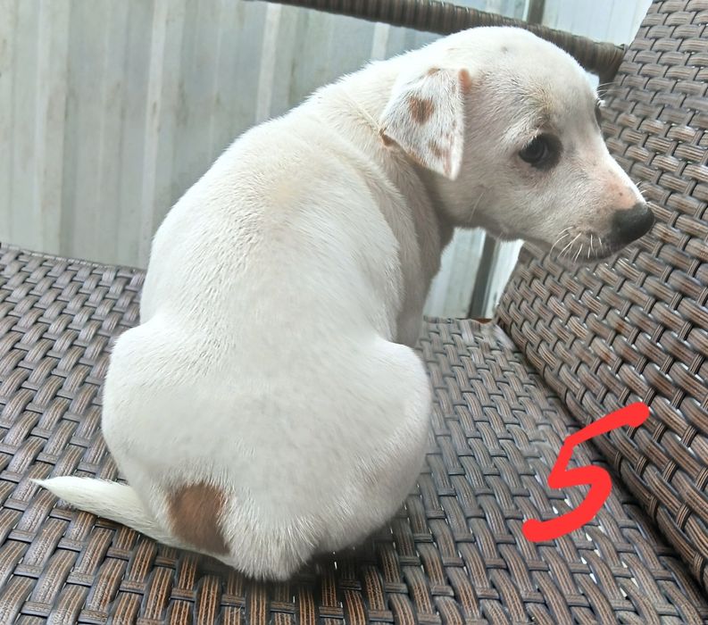 JACK RUSSEL terrier