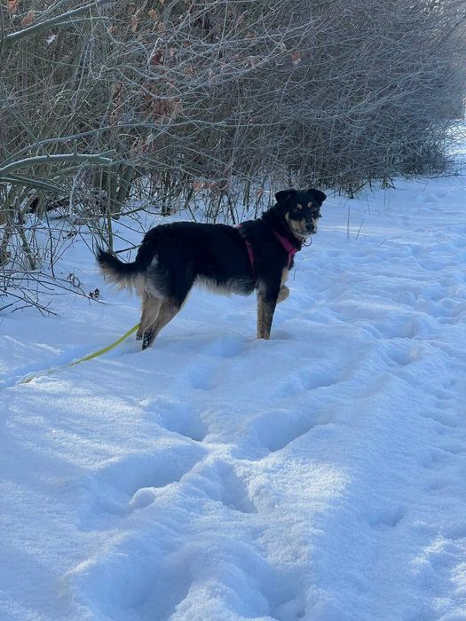 Młoda łagodna przyjazna suczka szuka domu