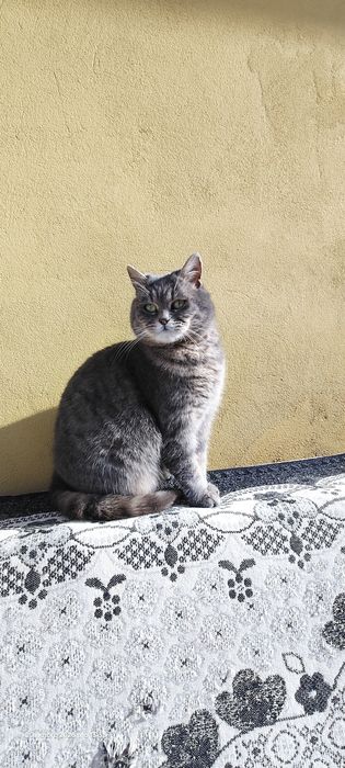 Віддам бескоштовно