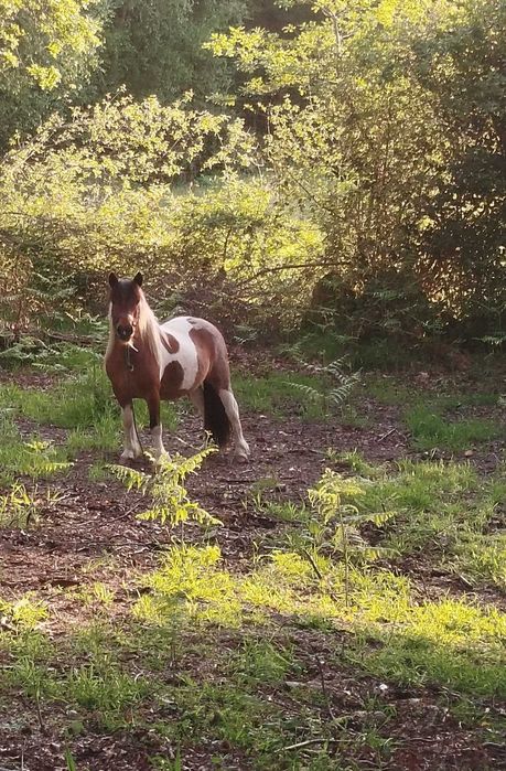 Excelente exemplar pônei femea
