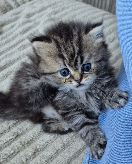 Brytyjska koteczka(DŁUGOWŁOSA!!)