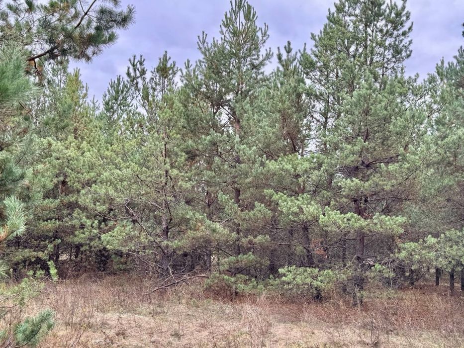 Земельна ділянка! Соснівка! Заліснена