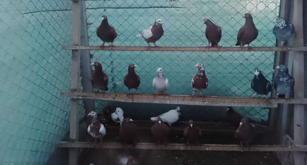 Gołębie mulemansy młode 2025 r