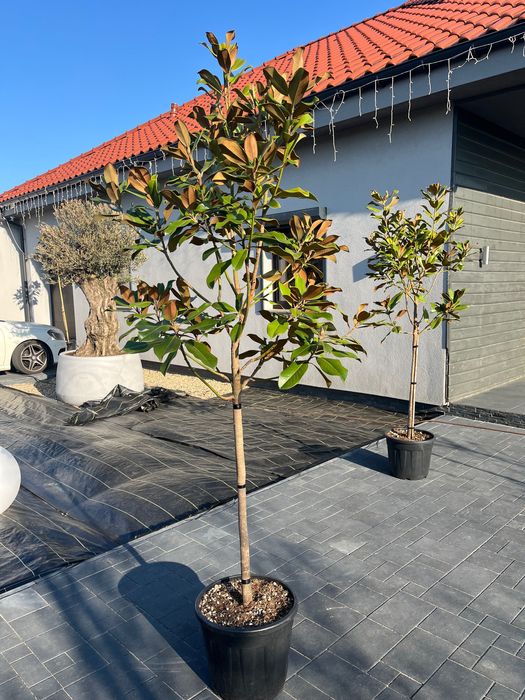 Magnolia GRANDIFLORA Little Gem Zimozielona