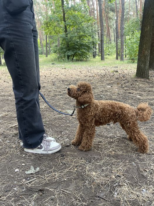 Кінолог, дресирування. Зоопсихолог.