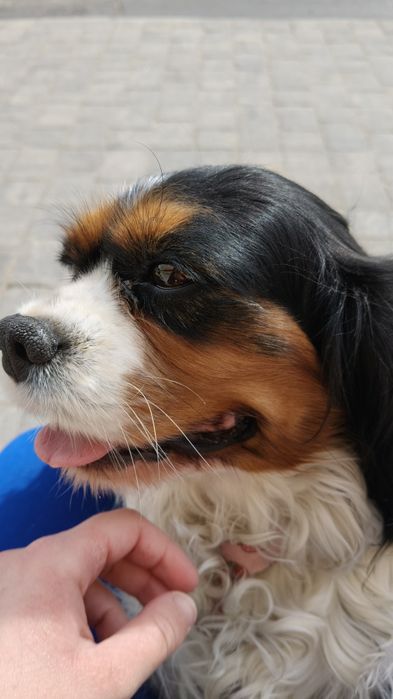 Cavalierka sunia - REZERWACJA