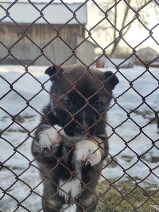 Віддам в добрі руки цуцення  дві  дівчинк (при потребі  стерилізуємо)