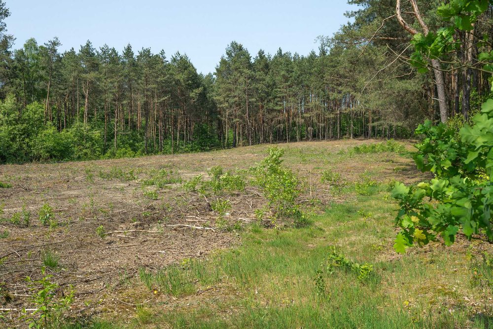 Działka budowlana przy lesie nad jeziorem Sarnowskim
