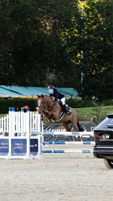 Cavalo Sela Francesa