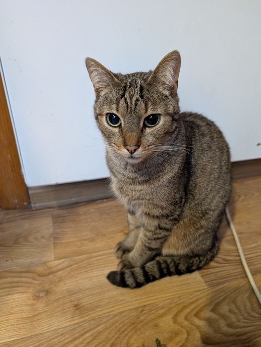 Красунчик шукає дім