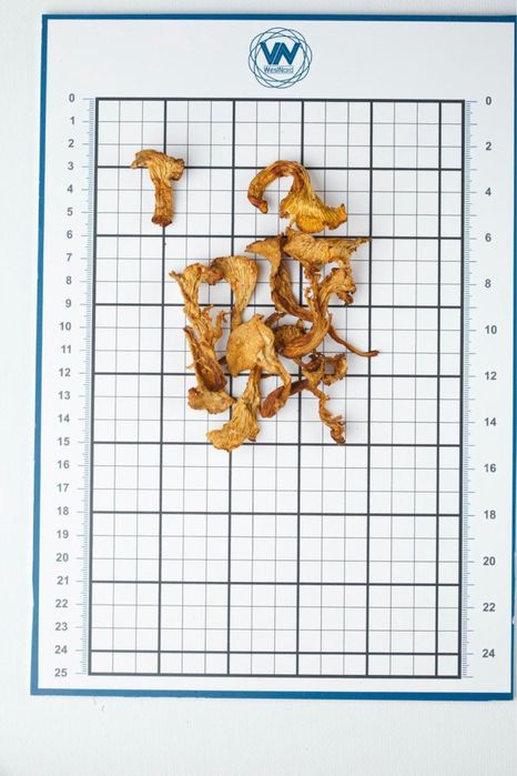 Лисичка суха 2025