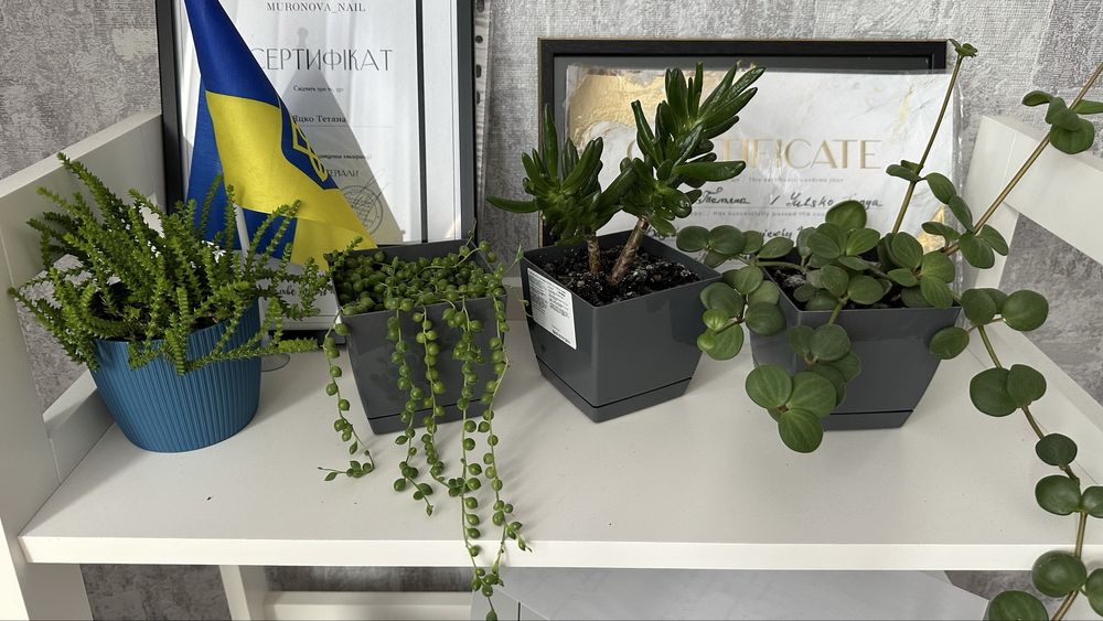 Сукуленти в горщиках - доглянуті та красиві | 150 грн